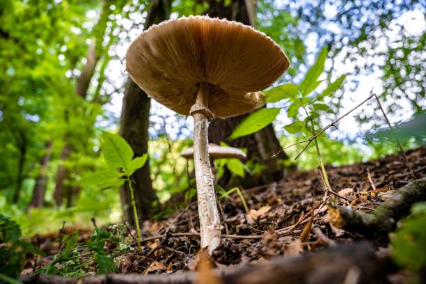 istock Low-angle shot of a parasol mushroom on the forest ground 1445920469