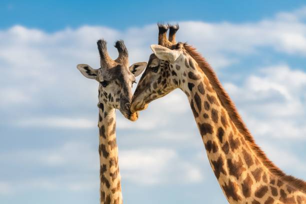 istock Two giraffes eating acacia trees 1445920908