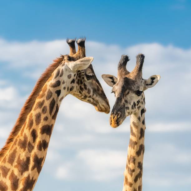 istock Two giraffes eating acacia trees 1445920910