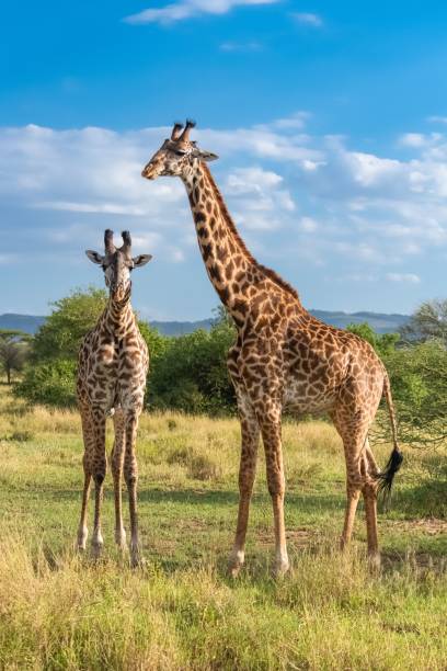 istock Two giraffes eating acacia trees 1445920913