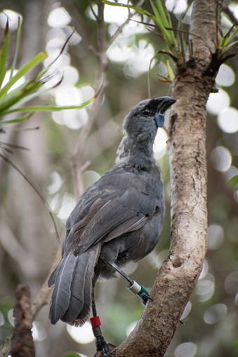 The North Island Kokako in the New Zealand Tiritiri Matangi conservation