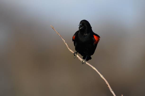 istock Closeup of a red-winged blackbird against blurry background 1445921090