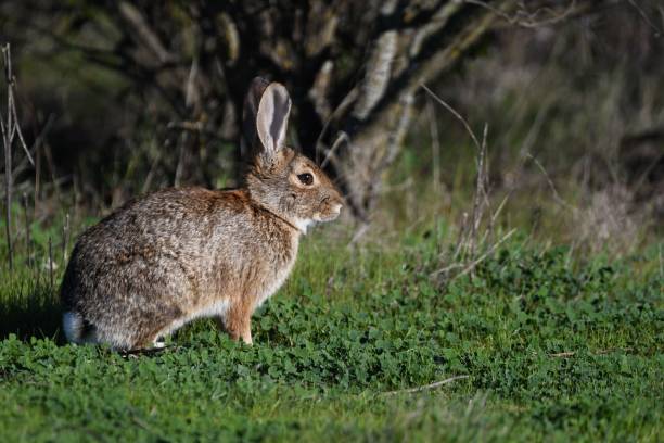 istock Cotton tail rabbit in the green field on a sunny day 1445921098