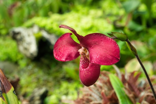 Dark red Phragmipedium orchid blooming in botanical garden