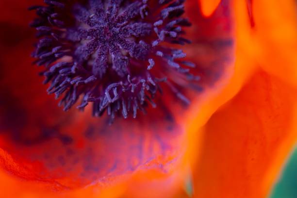 オレンジのポピーのクローズアップ - poppy purple flower close up ストックフォトと画像