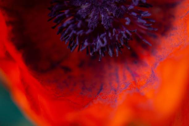 オレンジのポピーのクローズアップ - poppy purple flower close up ストックフォトと画像