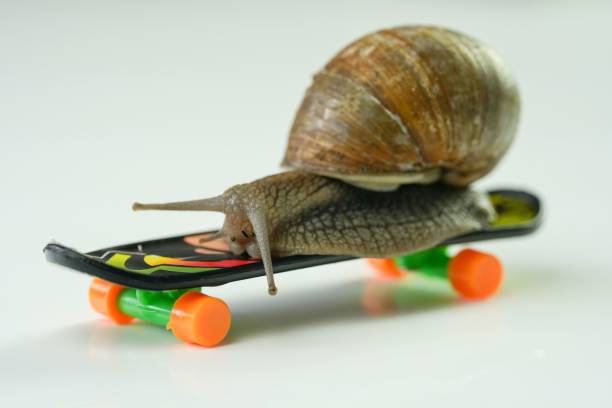 istock Closeup of a Snail on a small plastic skateboard with a white background 1445921651