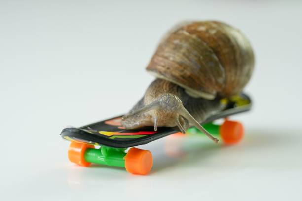 istock Snail on colorful mini skateboard on white background, close-up 1445921654