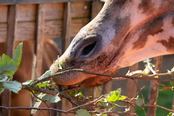 Photo of View of Kordofan giraffe mouth gripping the leaves off with its tongue, close-up