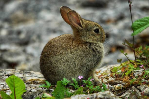 istock Close-up shot of a cute rabbit in a blur 1445922204
