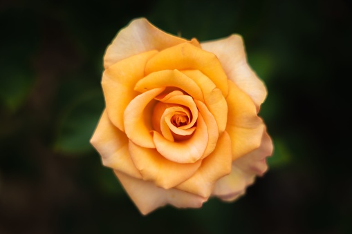 A shallow focus shot of a yellow Hybrid tea rose blooming in the garden with blur background