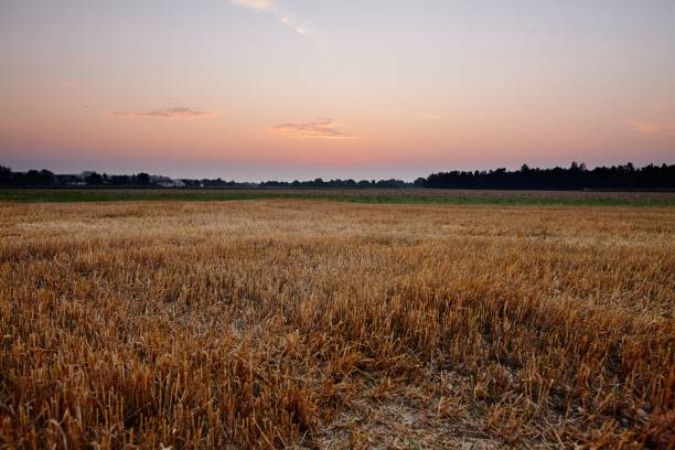 istock Cultivated farmland at sunset 1445922512