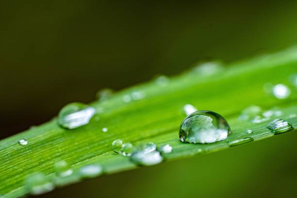 istock Macro shot of water droplets on a green leaf surface 1445922651