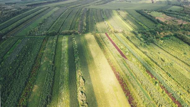 istock High angle of a long field well cropped for various activities. 1445923623