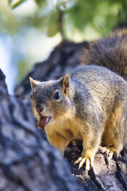 istock Vertical shot of a squirrel with a nut in its mouth standing on the tree bark 1445923894