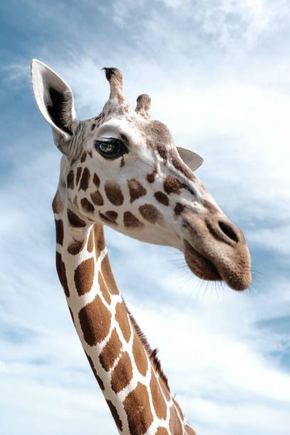 istock Vertical shot of a giraffe head with a cloudy sky in the background 1445924109