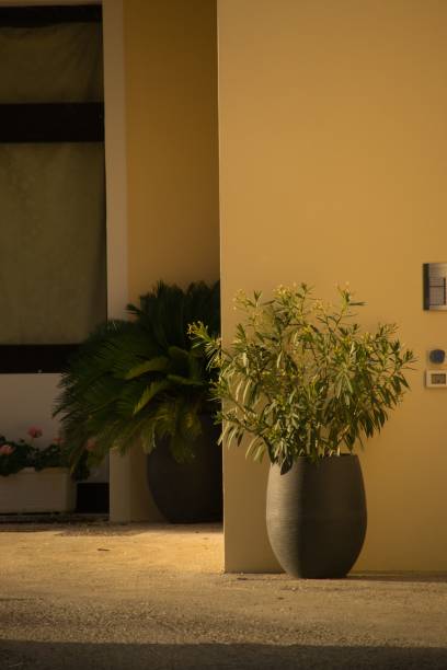 istock Vertical view of a plant in warm lighting 1445924127