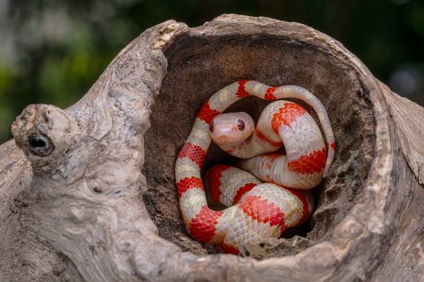 istock Closeup shot of albino ruthvens kingsnake (Lampropeltis ruthveni) 1445924155