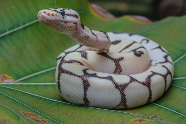 zbliżenie pytona kulkowego (python regius) na zielonym liściu - royal python zdjęcia i obrazy z banku zdjęć