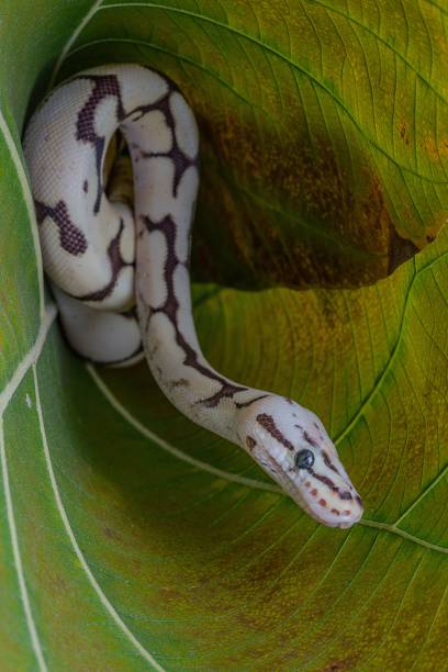 istock Closeup shot of a ball python (Python regius) on a green leaf 1445924167