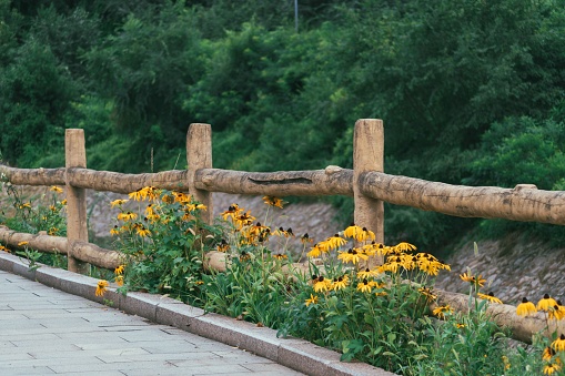 A wooden fence next to a trail of yellow flower blossoms