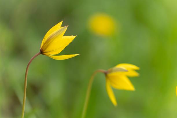 istock Selective focus shot of a wild tulip on a blurred background 1445924274
