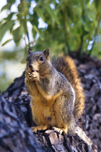 istock Vertical shot of a Squirrel sitting on tree stump and eating against blur background 1445924320