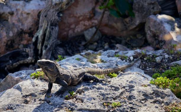 istock Black iguana sitting on a rock under the sun 1445924364