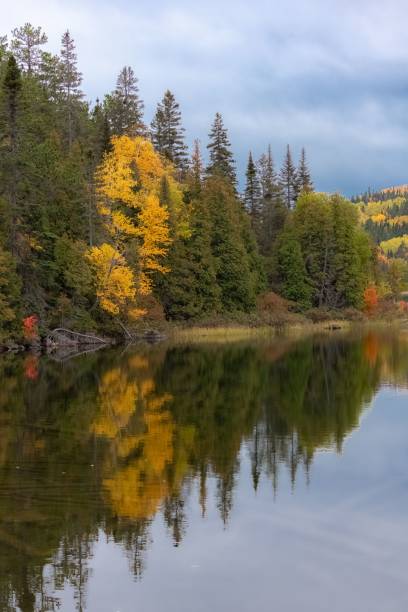 istock A forest in Canada, during the autumn 1445924480