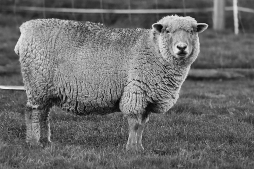 A grayscale shot of a Devon Closewool Sheep in the farm land looking at the camera