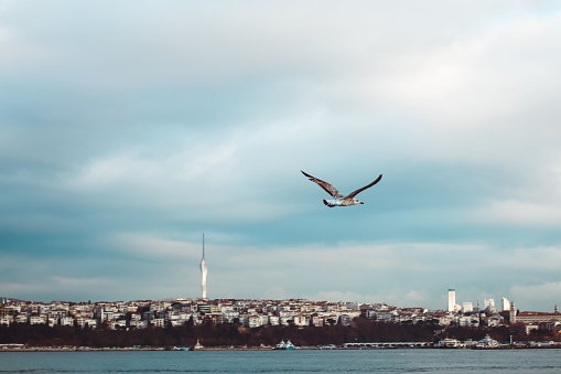 Pigeon flying with wings wide open and Istanbul, Turkey in the background