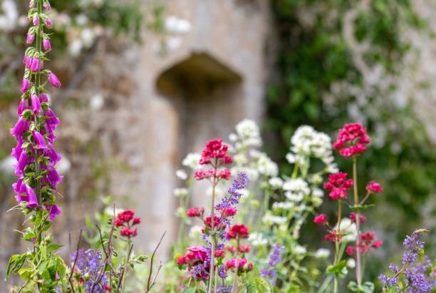 sentiero di ghiaia che vaga attraverso i confini dei fiori in una s inglese - mansion uk gravel summer foto e immagini stock