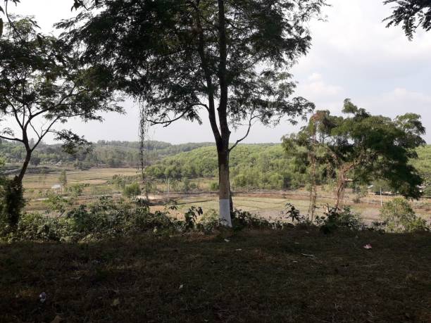 istock Scenic view of a field surrounded by trees on a cloudy day 1445925343