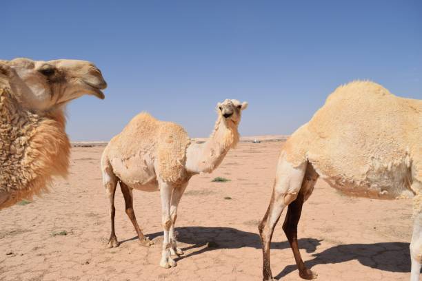 istock View of camels in desert 1445925459