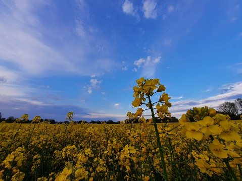 A large field of yellow Rape flowers under a blue cloudy sky