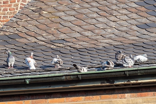 A large number of doves resting on the roof of the building