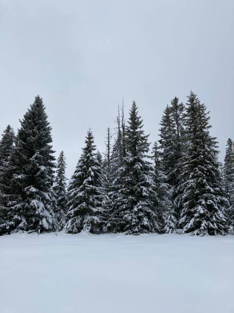 istock Vertical shot of a snowy forest 1445925510