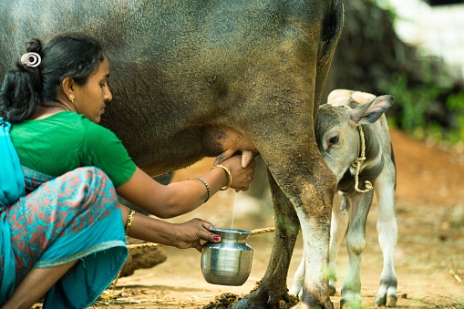 Mysore, India – August 15, 2022: A closeup of a village woman sitting and milking hands, a small calf near a cow outdoors