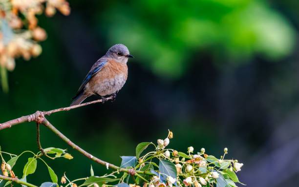 istock Closeup of little eastern bluebird perching on tree branch 1445925633
