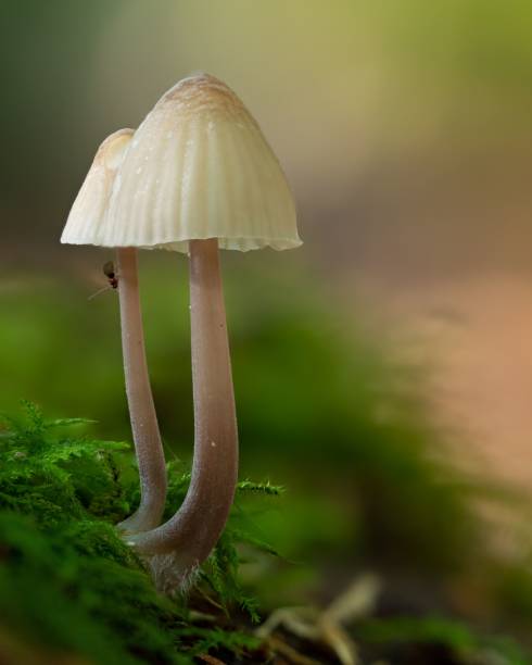 istock Mycena genus mushrooms in the forest, close-up, vertical 1445925638