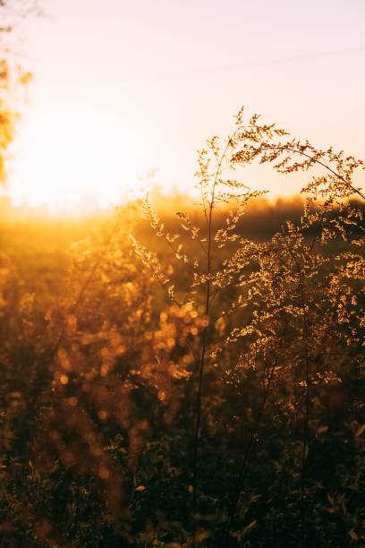 istock Vertical shot of growing plants during sunset 1445925992