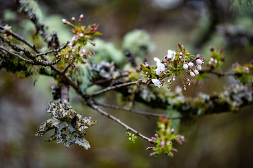 A closeup of the blossomed small flowers on the tree branch