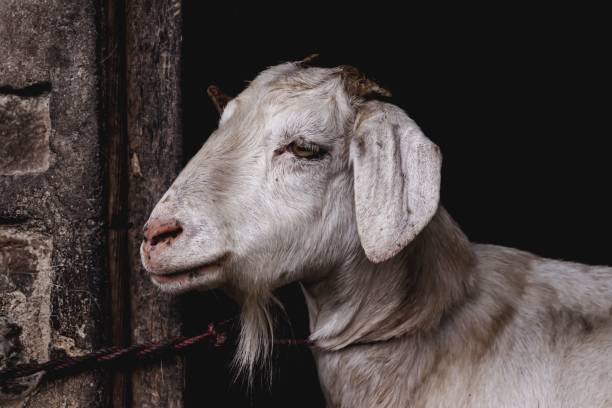 istock Close-up shot of a white goat on a leash 1445926135