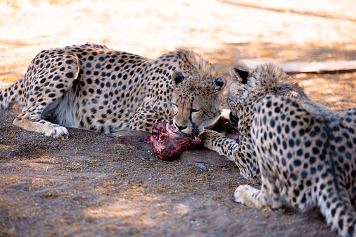 A closeup shot of beautiful cheetahs lying on the ground in Namibia