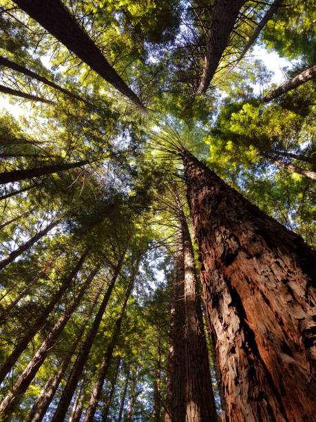 istock Low angle of tall trees in a forest on a sunny day 1445927158