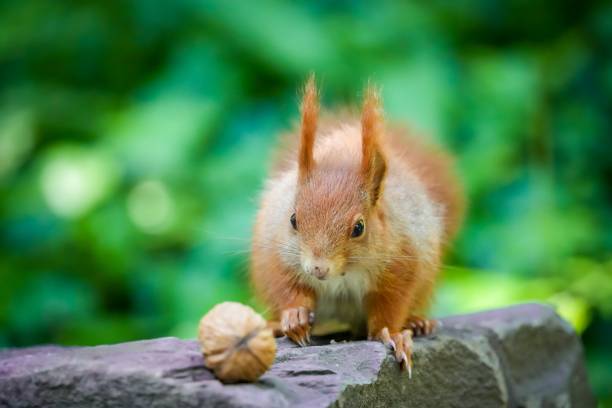 istock Close-up view of a red squirrel looking at the walnut on the stone 1445928051