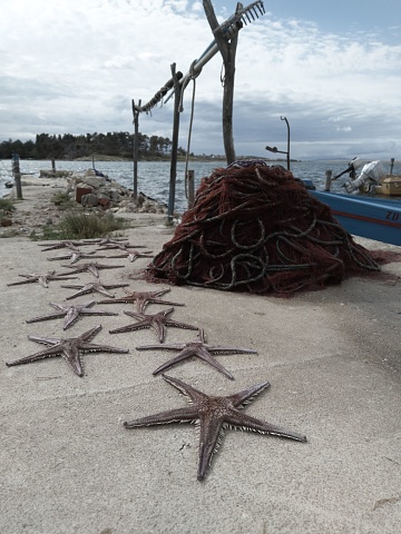 A seastars on the dock, with a pile of fishnet, and a boat and seascape in the background, on sunny weather