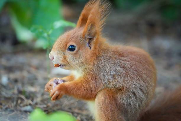 istock Closeup side view eating nuts  with the blurred background 1445928074