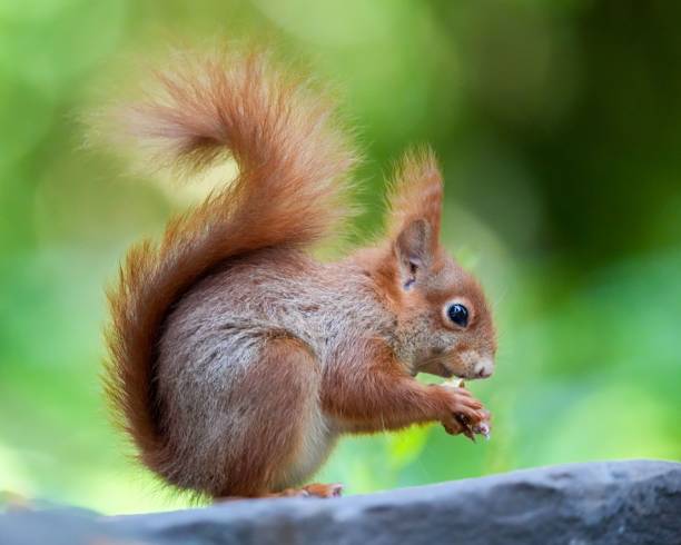 istock Close-up view of a red squirrel eating a nut before the green background 1445928089