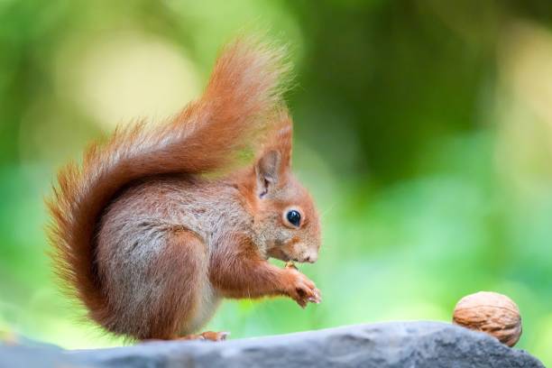 istock Selective focus of a squirrel side view standing on a branch with a nut in the blurred background 1445928093